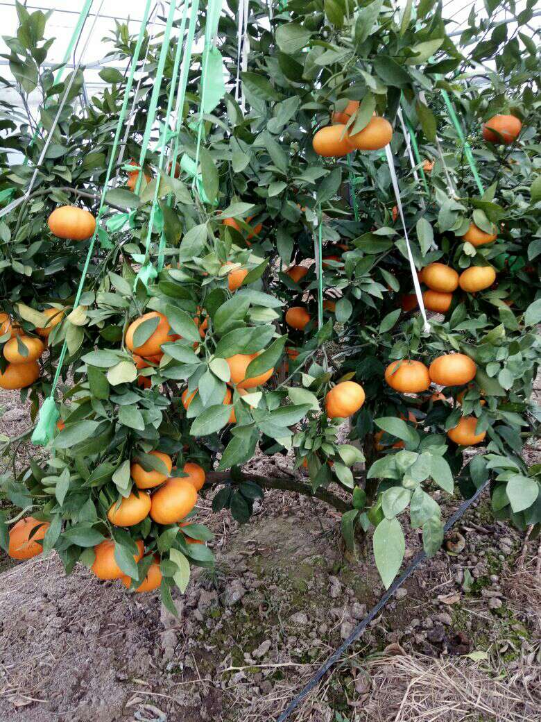 甘平柑橘苗 嫁接苗 0.5~1米