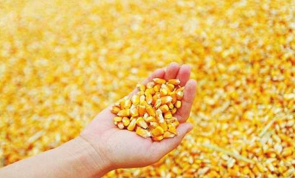 全国玉米价格行情能否维稳