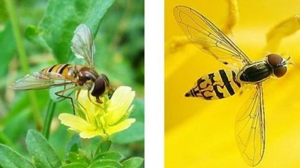蜜蜂养殖技术：识别蜜蜂的种类