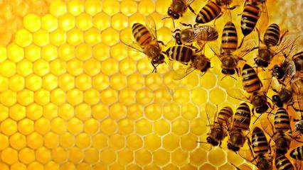 蜜蜂<a href='https://www.cnhnb.com/t/11666.html' class='j-href' target='_blank'><span style='color:#FF8001'>养殖技术</span></a>