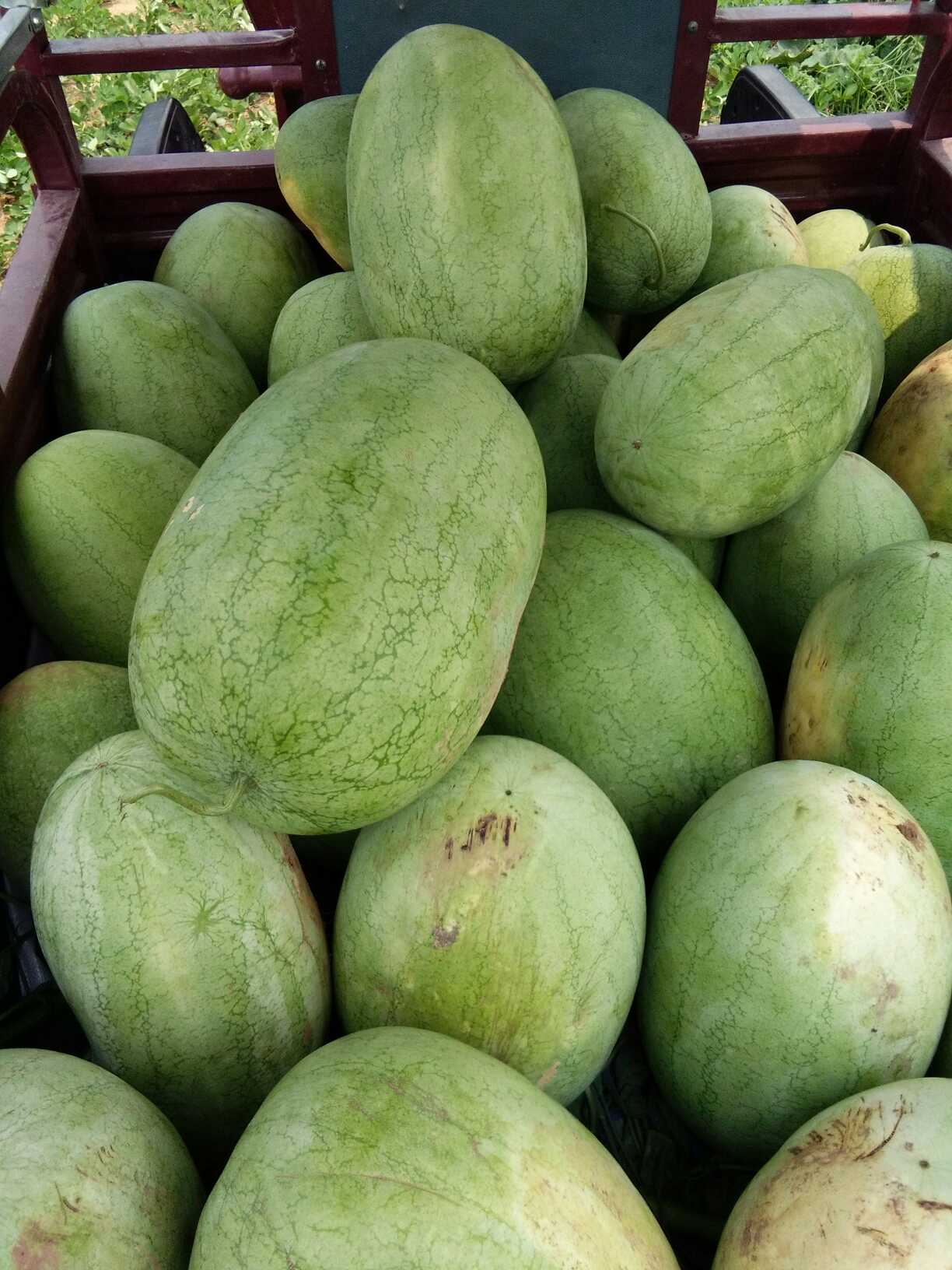 【核桃皮西瓜批发】核桃皮西瓜 有籽 1茬 9成熟