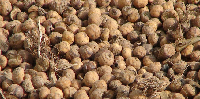图为油莎豆(油莎草、铁荸荠)产量高