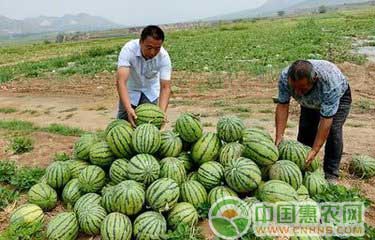 西瓜最新价格行情