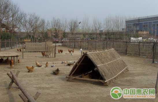 蛋鸡养殖户自建鸡舍