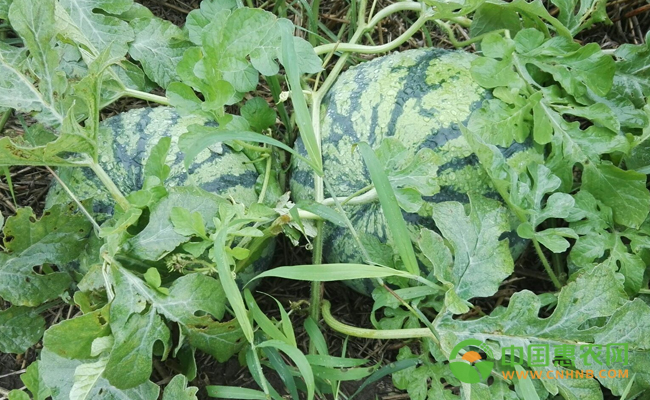“西瓜大王”陈小红：教您如何种植麒麟西瓜实现买车买房 麒麟西瓜配图