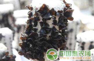 黑木耳种植技术