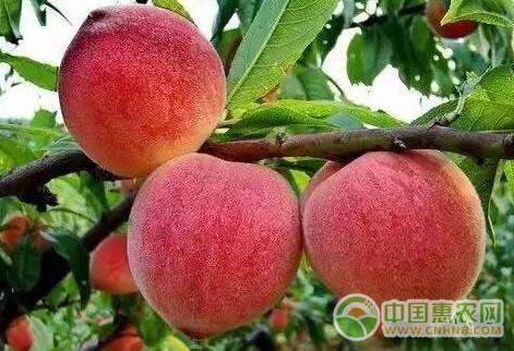 翁源县九仙桃即将成熟上市——<a href='https://www.cnhnb.com/p/shuzhi/' class='j-href' target='_blank'><span style='color:#FF8001'>树枝</span></a>上的九仙桃
