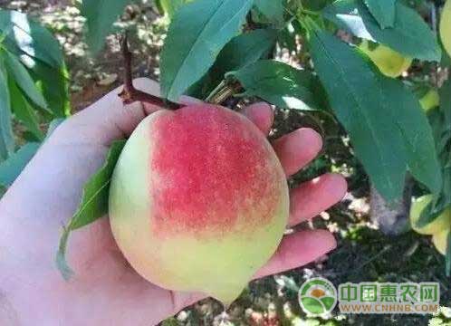 翁源县九仙桃即将成熟上市——手捧九仙桃