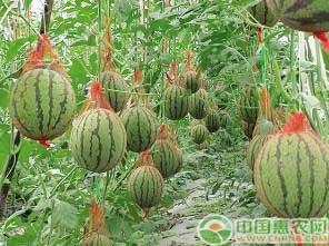 西甜瓜种植方法