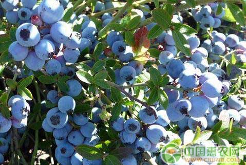 丰收的富硒蓝莓