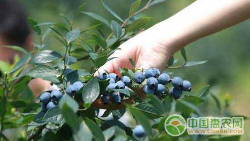 富硒蓝莓成熟采摘