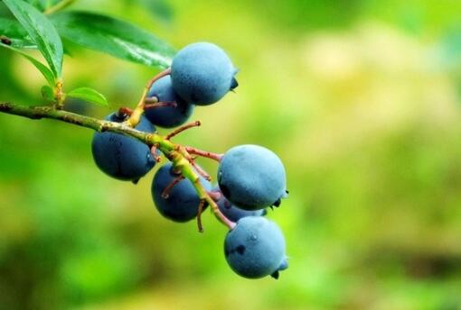 枝头上的富硒蓝莓