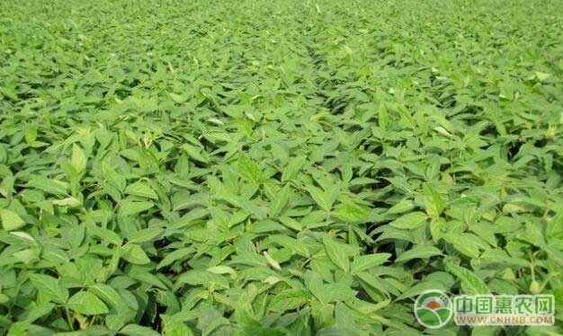 大豆高产种植巧追肥