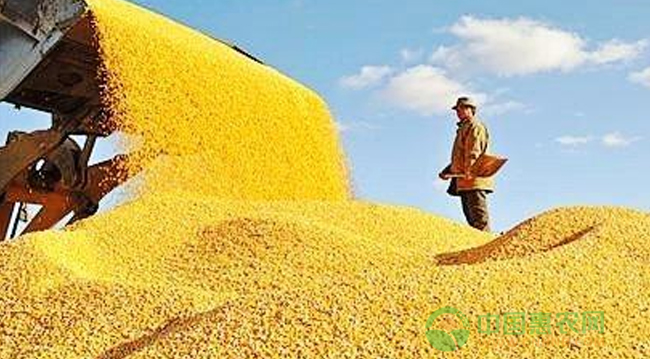 2017年玉米种植面积面临整改 农民不种玉米该种什么呢？ 玉米配图