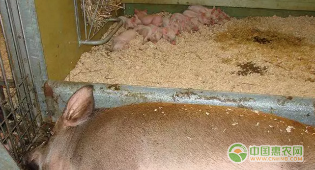 节水木屑养猪场法
