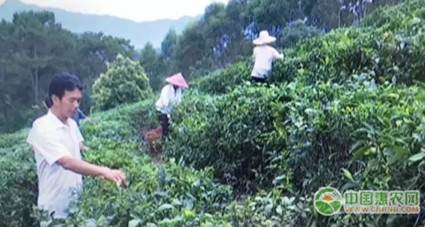 图为黄景超（左）在指导茶农采摘茶叶