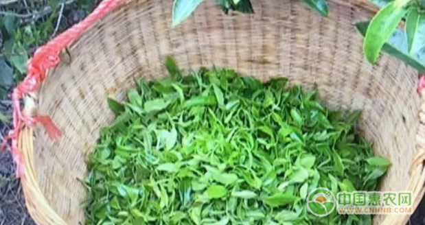 图为黄景超茶厂的茶叶