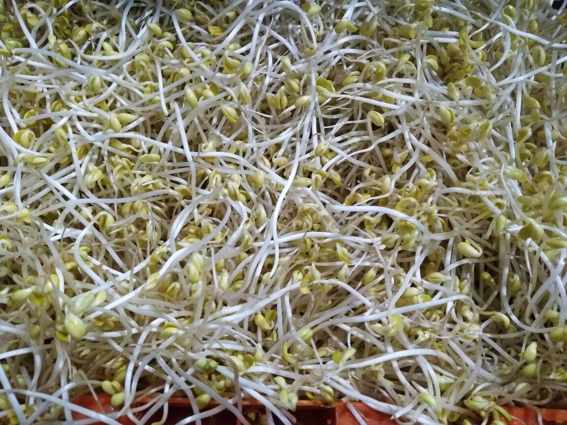 绿豆黄豆芽小金黄芽