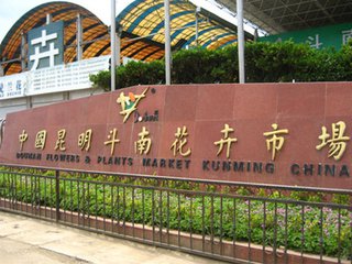 国内花卉批发市场,昆明花卉批发市场