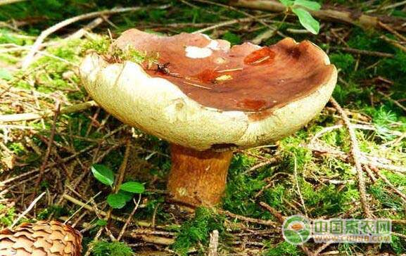 食品安全谣言——蘑菇重金属致癌