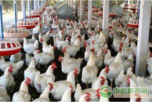 食品安全谣言——白羽鸡激素长大
