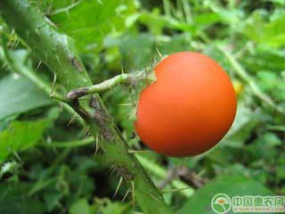 茄子新品种：刺茄