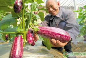 茄子新品种：安吉拉花茄