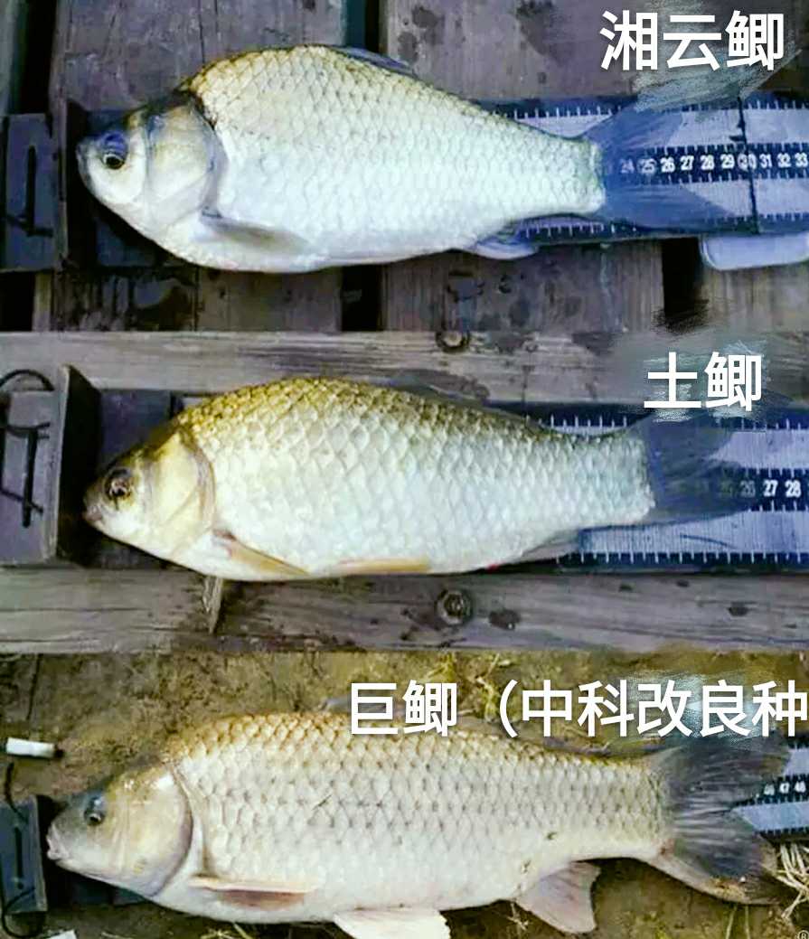 鲫鱼苗 (巨(中科改良种))