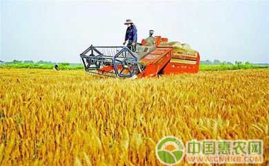 小麦怎么实现高产