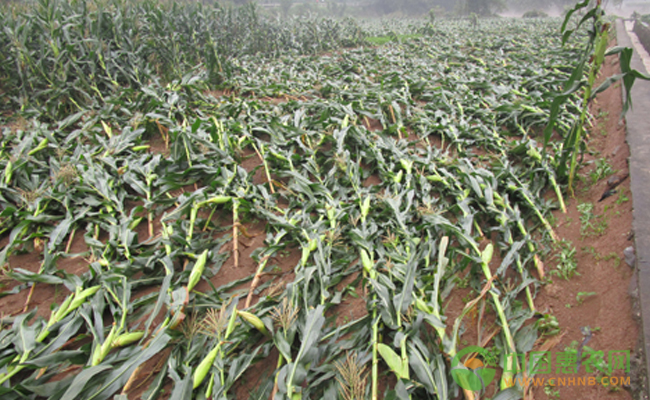 暴雨袭击后玉米涝灾该如何预防和补救呢？ 玉米相关配图
