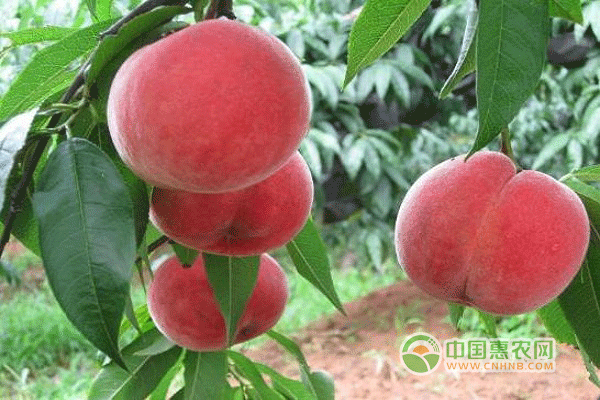 十大适合农业发展水果之桃子