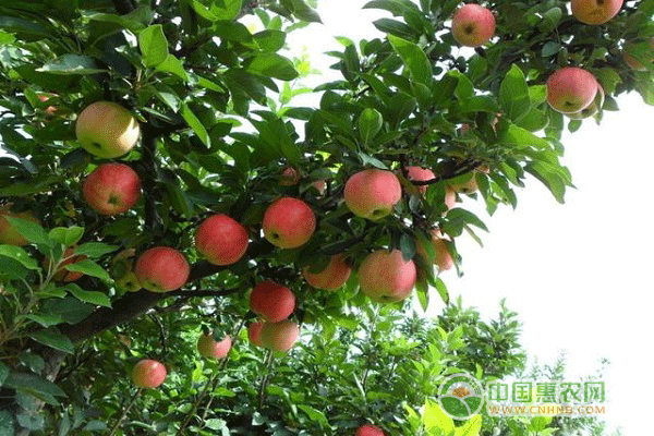 十大适合农业发展水果之苹果