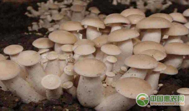特色食用菌种植基地
