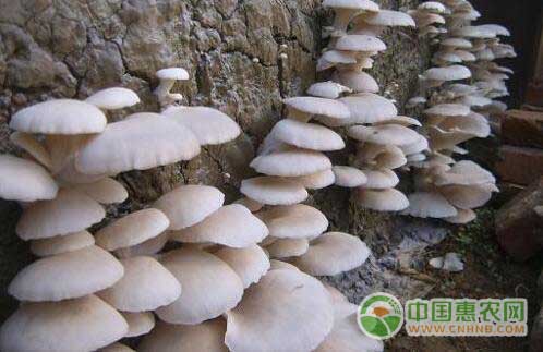 食用菌种植