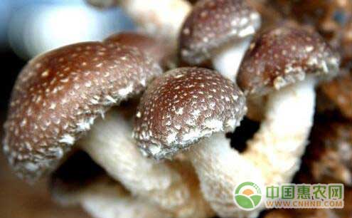 食用菌种植