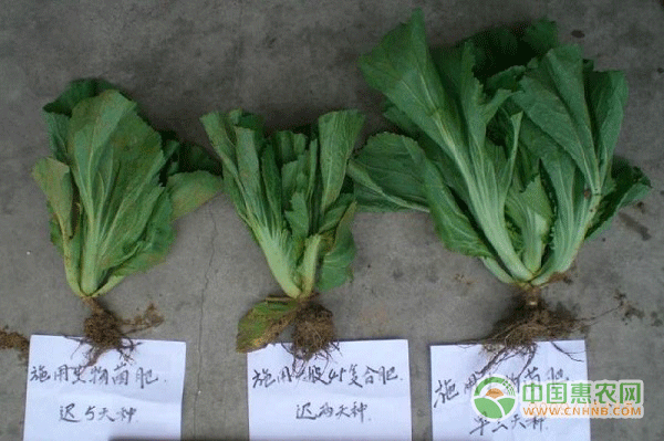 复合微生物肥料有关配图