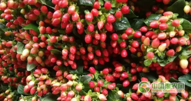 2017年07月11日昆明鲜花批发最新市场行情：玫瑰类价格持平有下滑