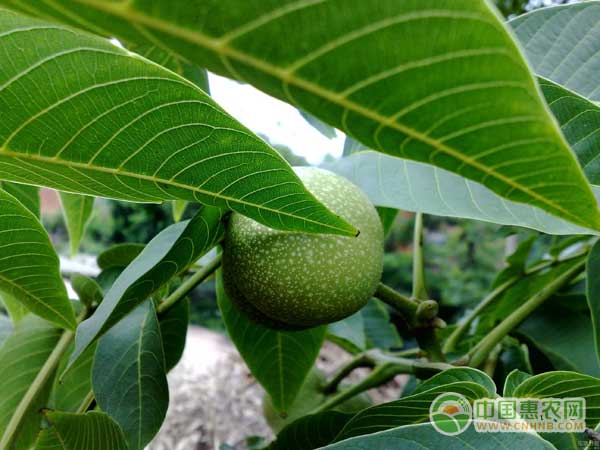 核桃病害防治