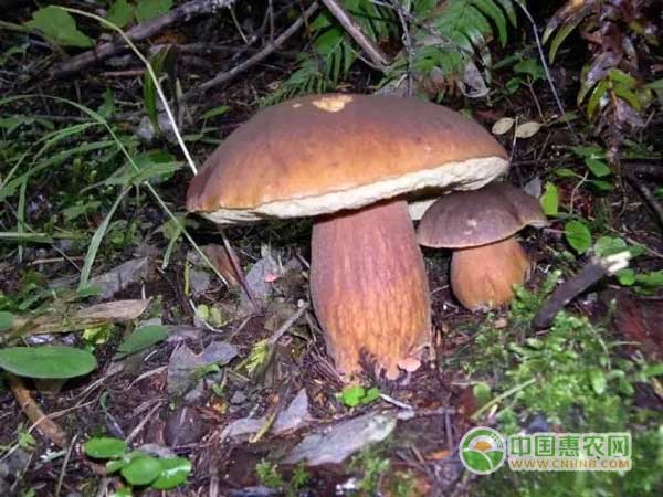 采摘贩卖野生菌成新的增收亮点