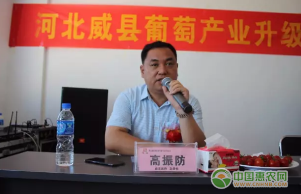 威县人民政府副县长高振防就威县葡萄产业现状及发展方向做出指示