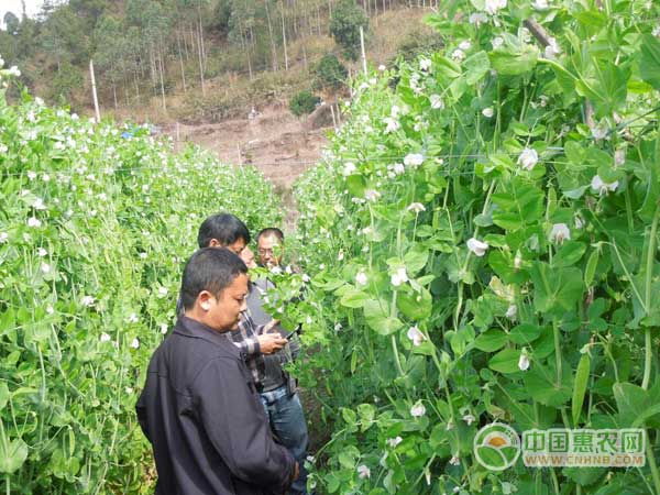 种植豌豆致富