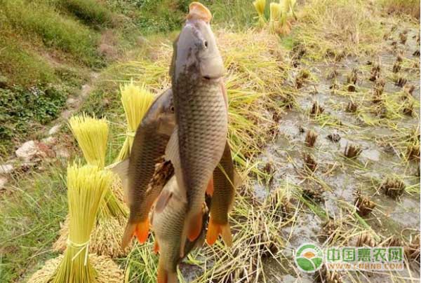 “鱼稻共生”种植模式，每亩水田可增收四千元