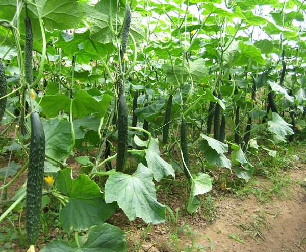 夏季露地黄瓜如何种植才能高产丰收?