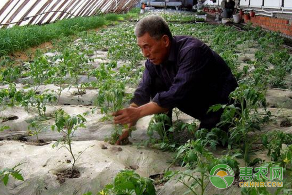 种植户使用农药解决根结线虫