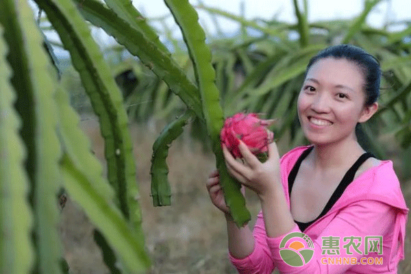 【致富经】90后姑娘辍学回家种<a rel='nofollow' href='http://www.cnhnb.com/p/hng/' rel='nofollow' target='_blank'><span style='color:#FF8000'>火龙果</span></a>，发家致富年入千万！