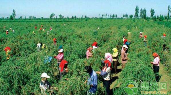 枸杞种植丰收景象