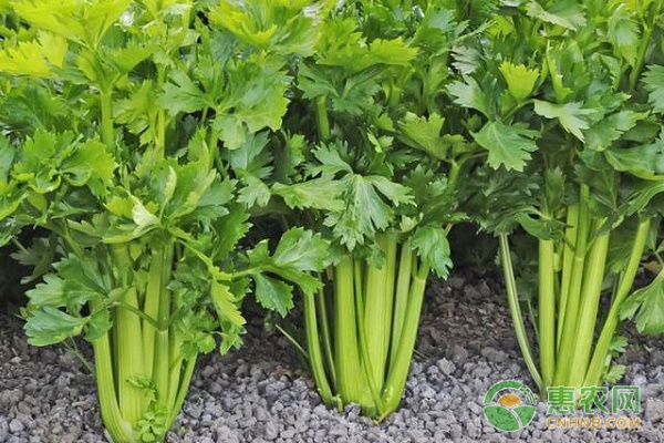 芹菜在生长过程中的常见问题