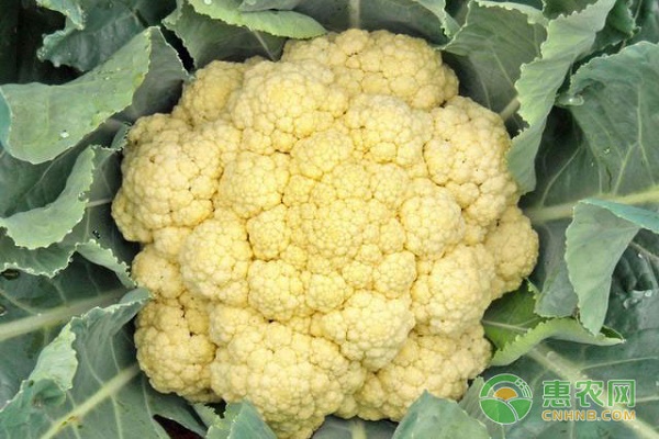 芹菜在生长过程中的常见问题