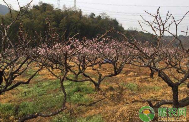 黄家坞水蜜桃采摘基地