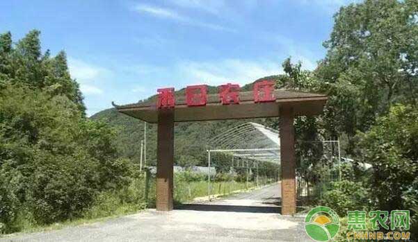 水蜜桃采摘基地禾日农庄